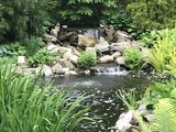 Koi...turtle pond