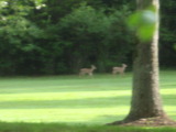 Fuzzy deer